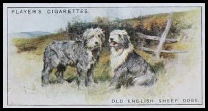 25PDS 33 Old English Sheepdogs.jpg